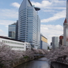 令和７年 目黒川の桜(２)