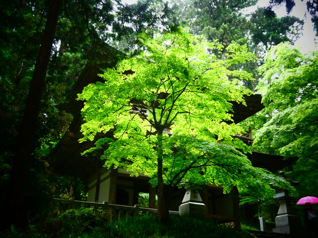 青紅葉ランプ