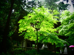 青紅葉ランプ