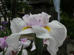淡いピンクの花菖蒲