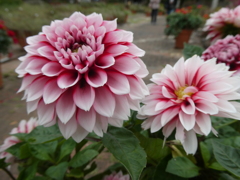 練り切りみたいなダリア 練り切りみたいなダリア