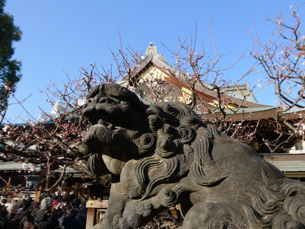 今年の梅はいかがでしたか？