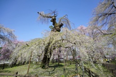 清雲寺の枝垂桜(2)