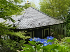 長谷寺経蔵と青紫陽花