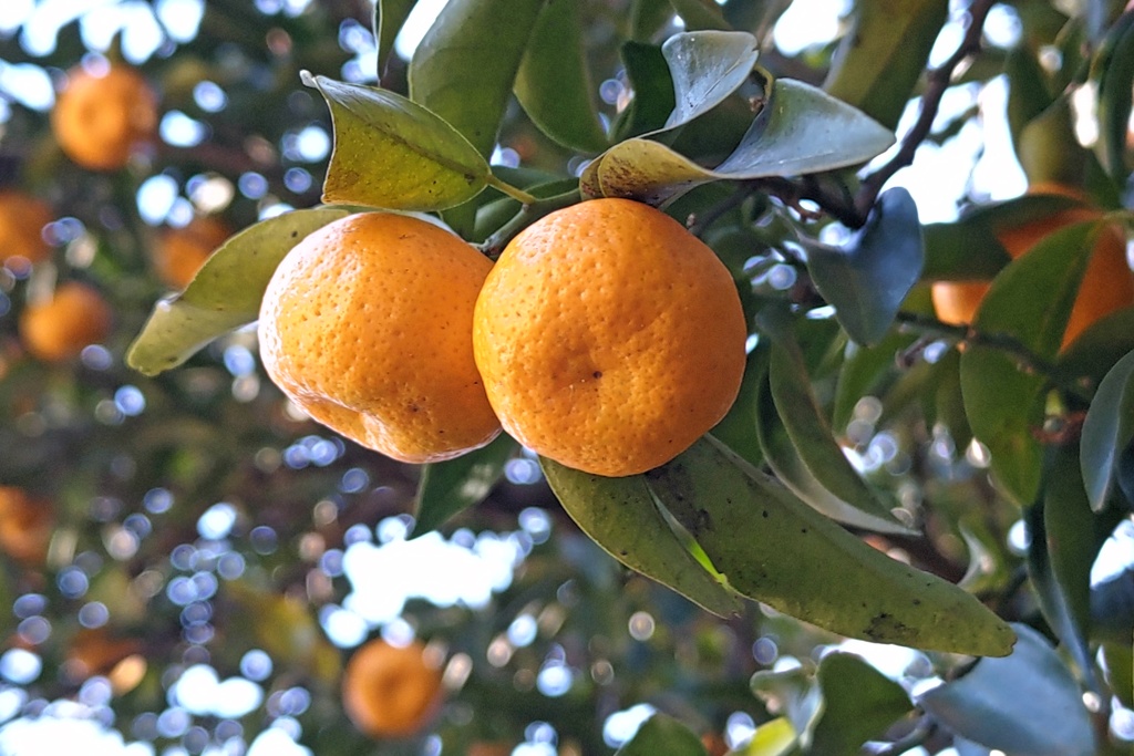 出雲伊波比神社の橘