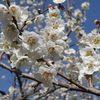 越生野梅