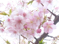 鴻巣の河津桜