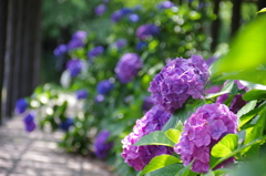 藤棚で咲く紫陽花
