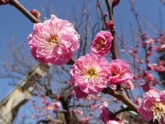 八重寒紅