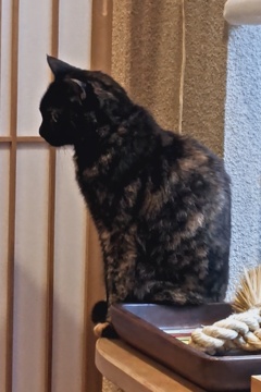 五十稲荷神社の猫「ベティ」