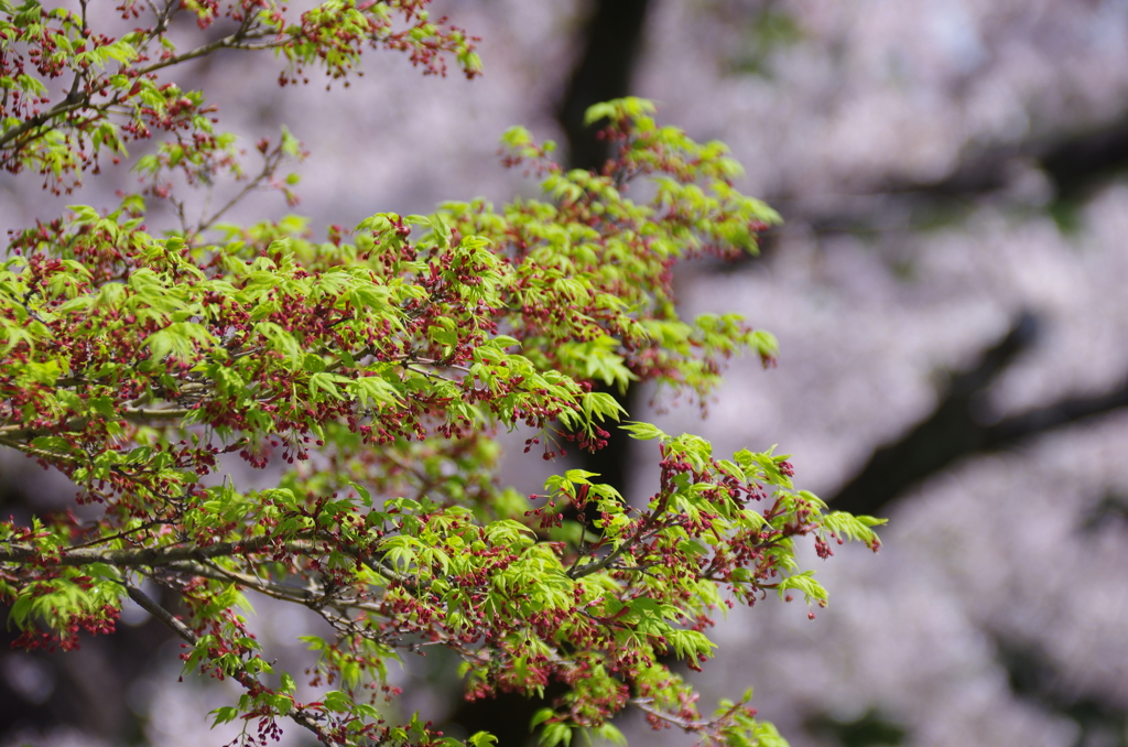 新緑のモミジと桜