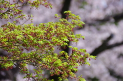 新緑のモミジと桜