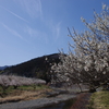 早春の越生