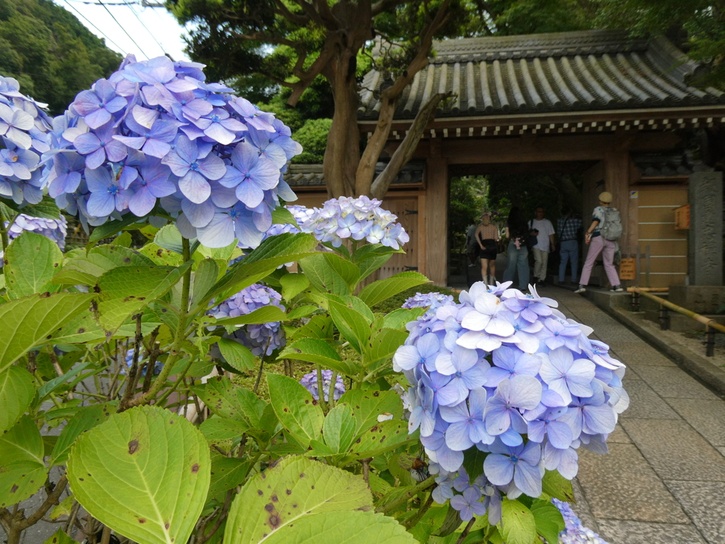 報国寺山門と紫陽花(１)