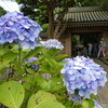 報国寺山門と紫陽花(１)
