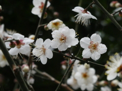 白梅開花！