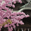 桜神宮と河津桜