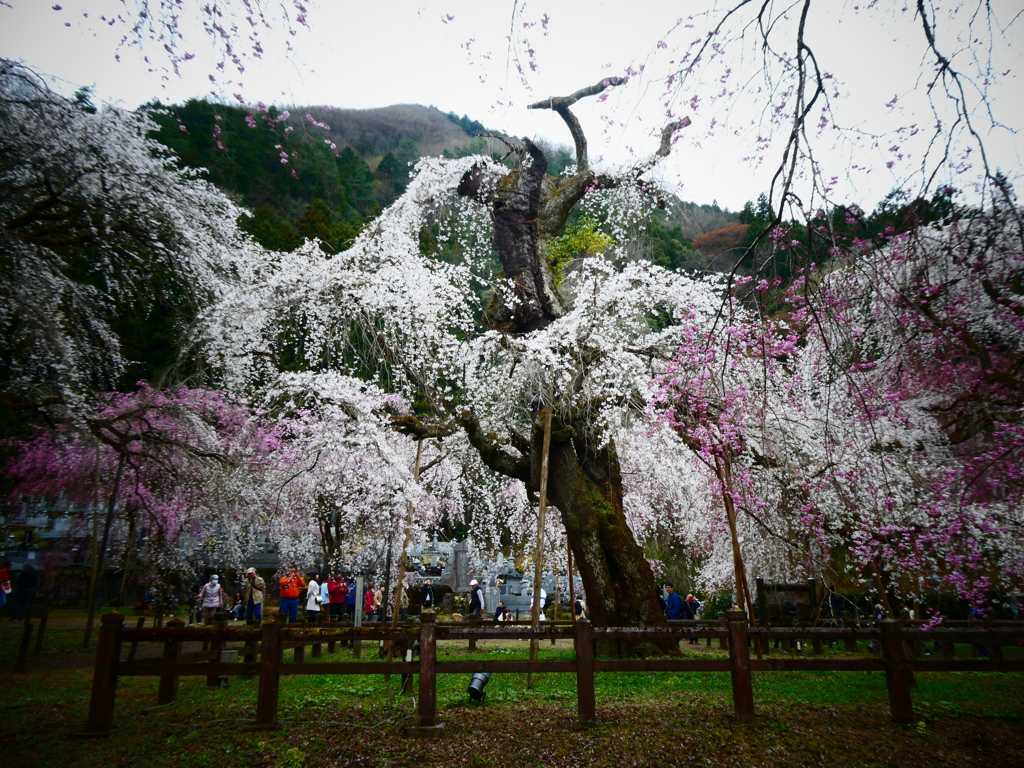 清雲寺の枝垂桜(12)