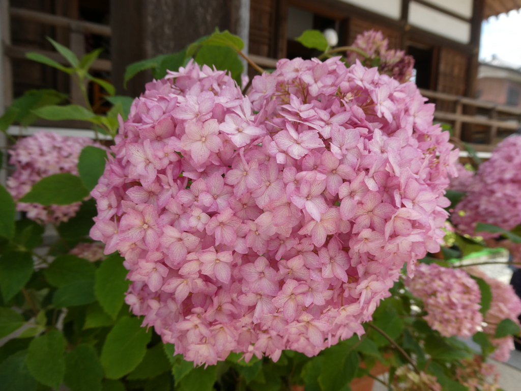 ハート形の紫陽花