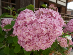 ハート形の紫陽花