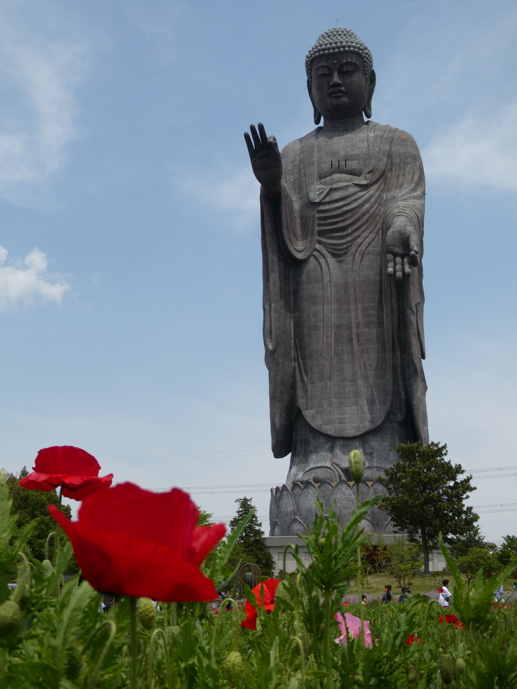 大仏様にポピー一輪(１)