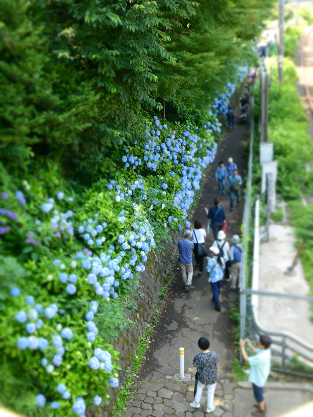 飛鳥山の紫陽花の道(ジオラマ風)
