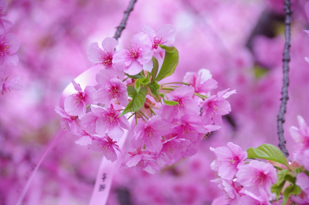 桜神宮の河津桜(2)
