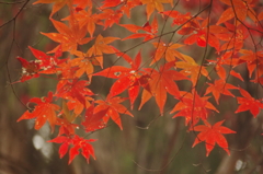秩父御嶽神社の紅葉(３)