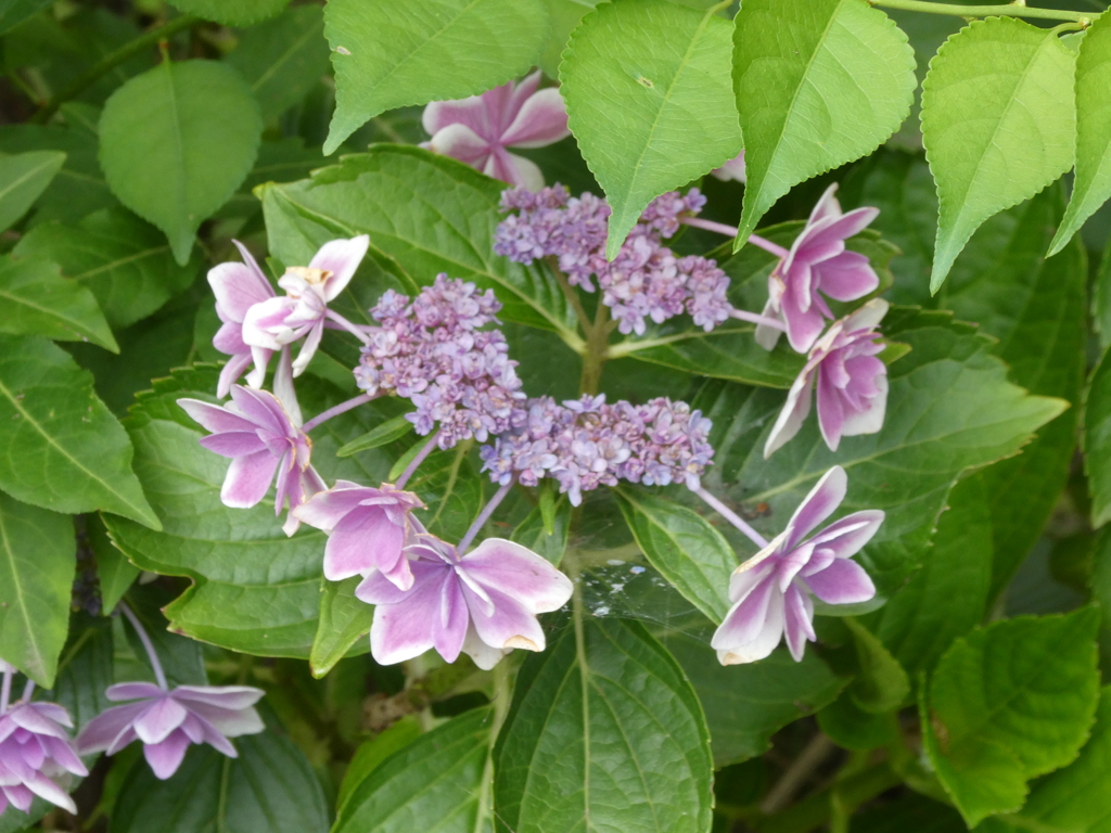 初めて見る紫陽花