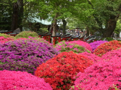 ツツジと千本鳥居と根津神社