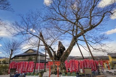 龍神木