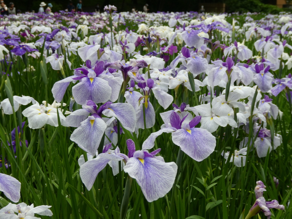 智光山公園の花菖蒲(8)