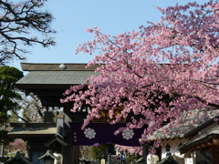 春の密蔵院山門