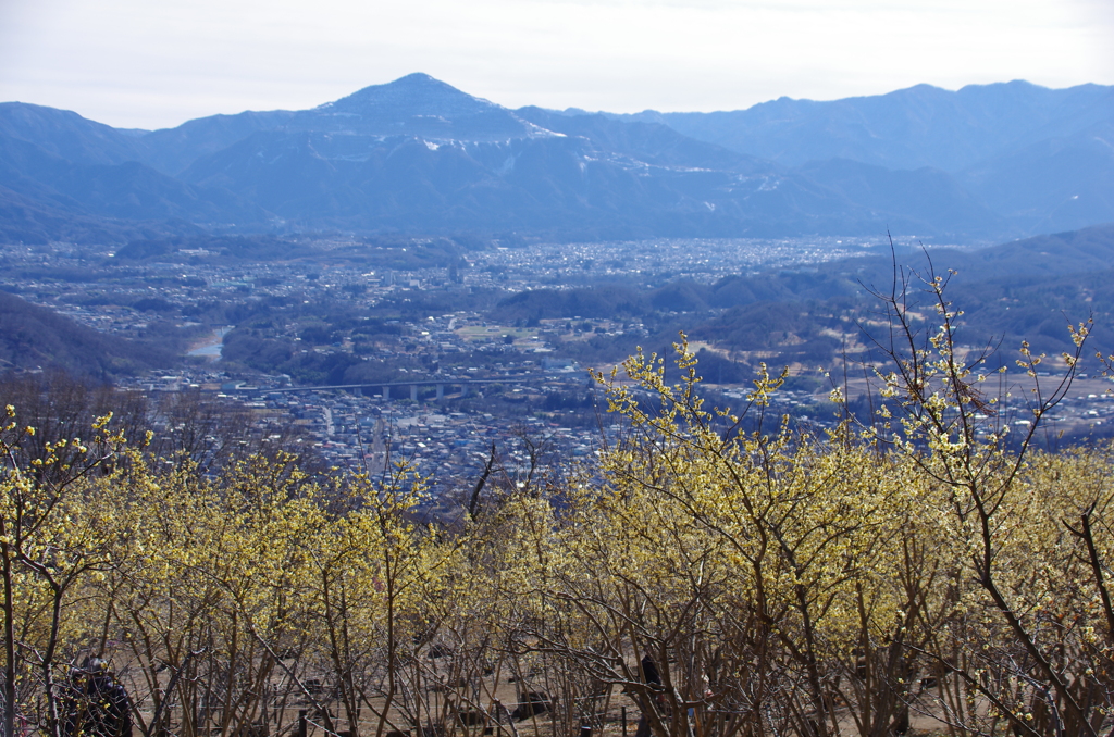 蝋梅と秩父市街と武甲山