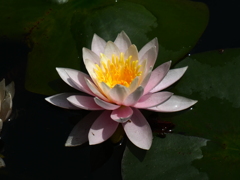 睡蓮