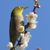 やっぱり凛々しい