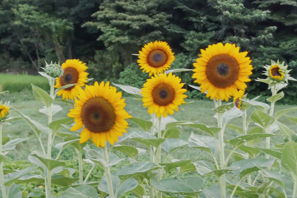 日高総合公園のひまわり