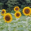 日高総合公園のひまわり