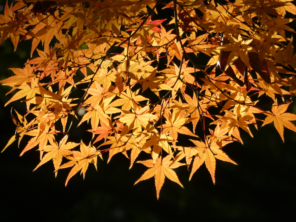瑞聖寺の紅葉(2)