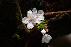 靖国神社のひこばえ桜