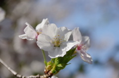 令和７年 靖国神社の桜(５)