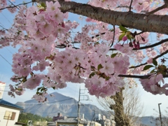 武甲山と桜