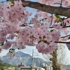 武甲山と桜