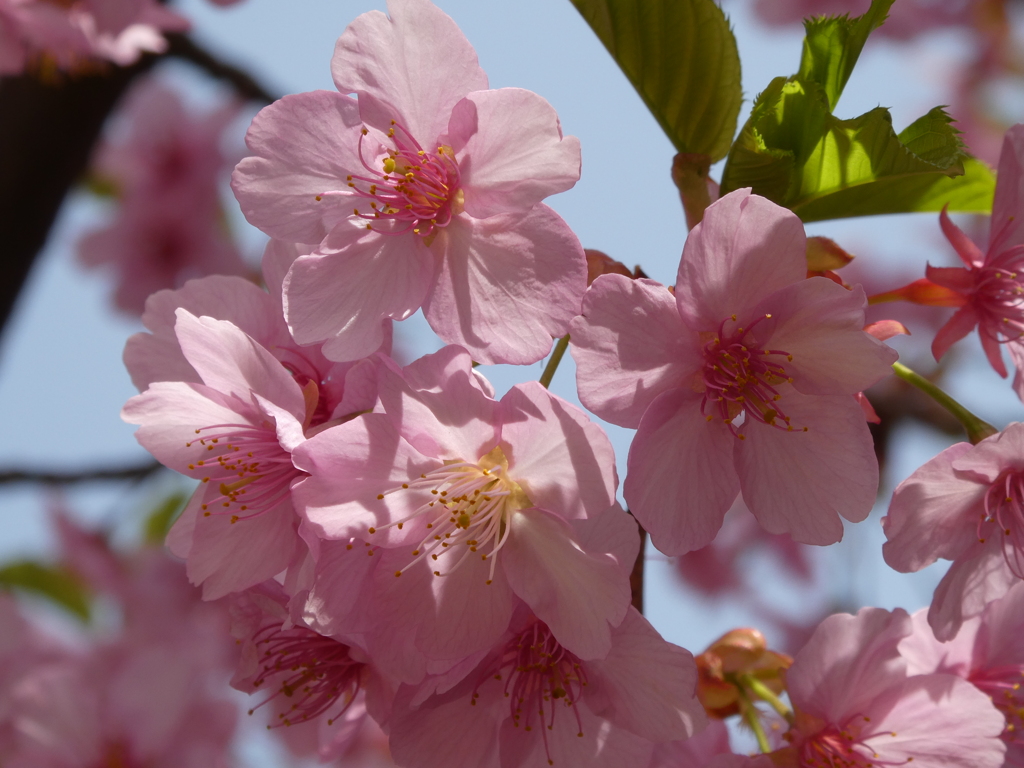 大野神社の河津桜(2)