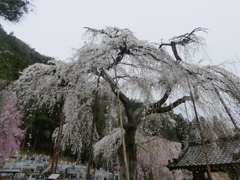 清雲寺の枝垂桜(5)