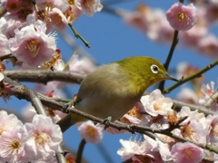 湯島天神のウメジロ(3)