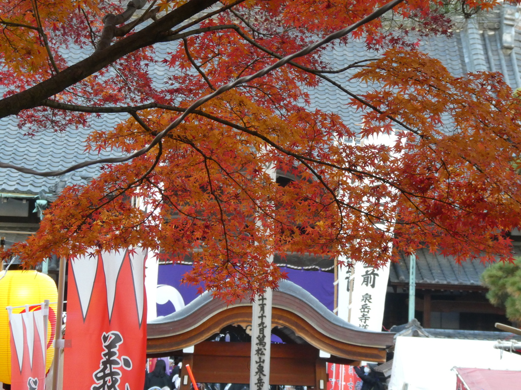 泉岳寺の紅葉