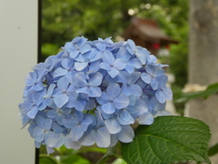 令和７年川越八幡宮の紫陽花(１)