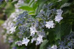 太平山の紫陽花(5)