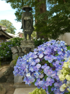 弘法大師像とウズアジサイ